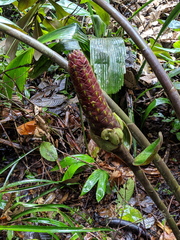 Costus acreanus