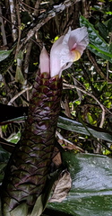 Costus acreanus