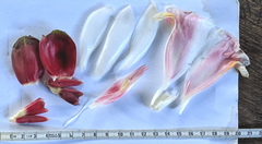 Costus acreanus