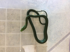 Dendroaspis angusticeps