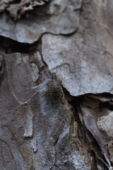 Polydrusus pilosus