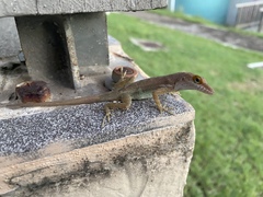 Les Saines Anole photo 2