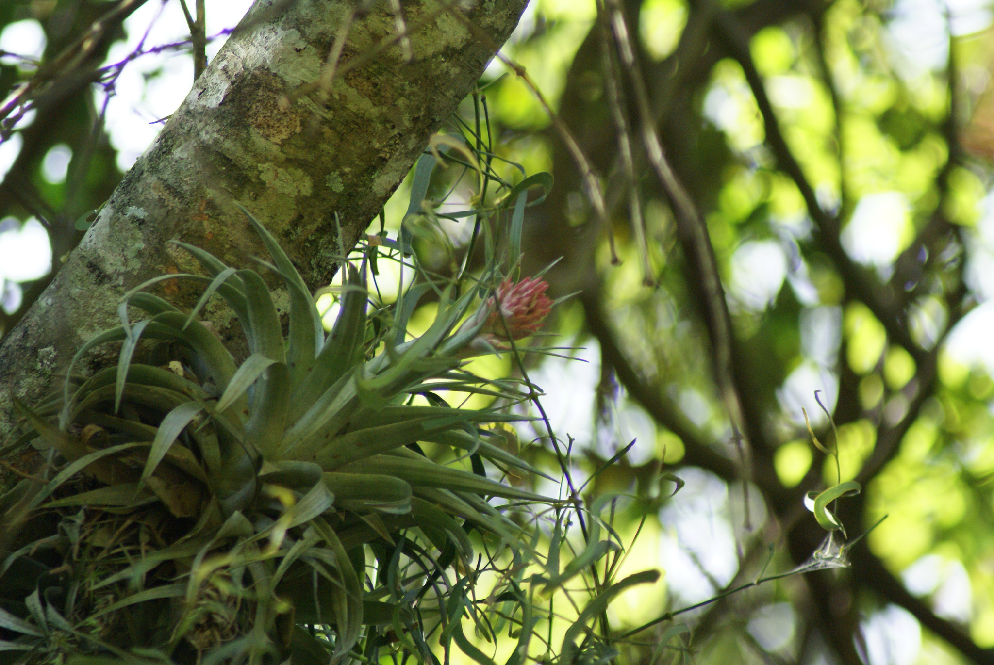 Tillandsia geminiflora