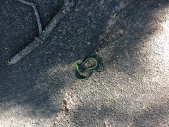 Dendroaspis angusticeps