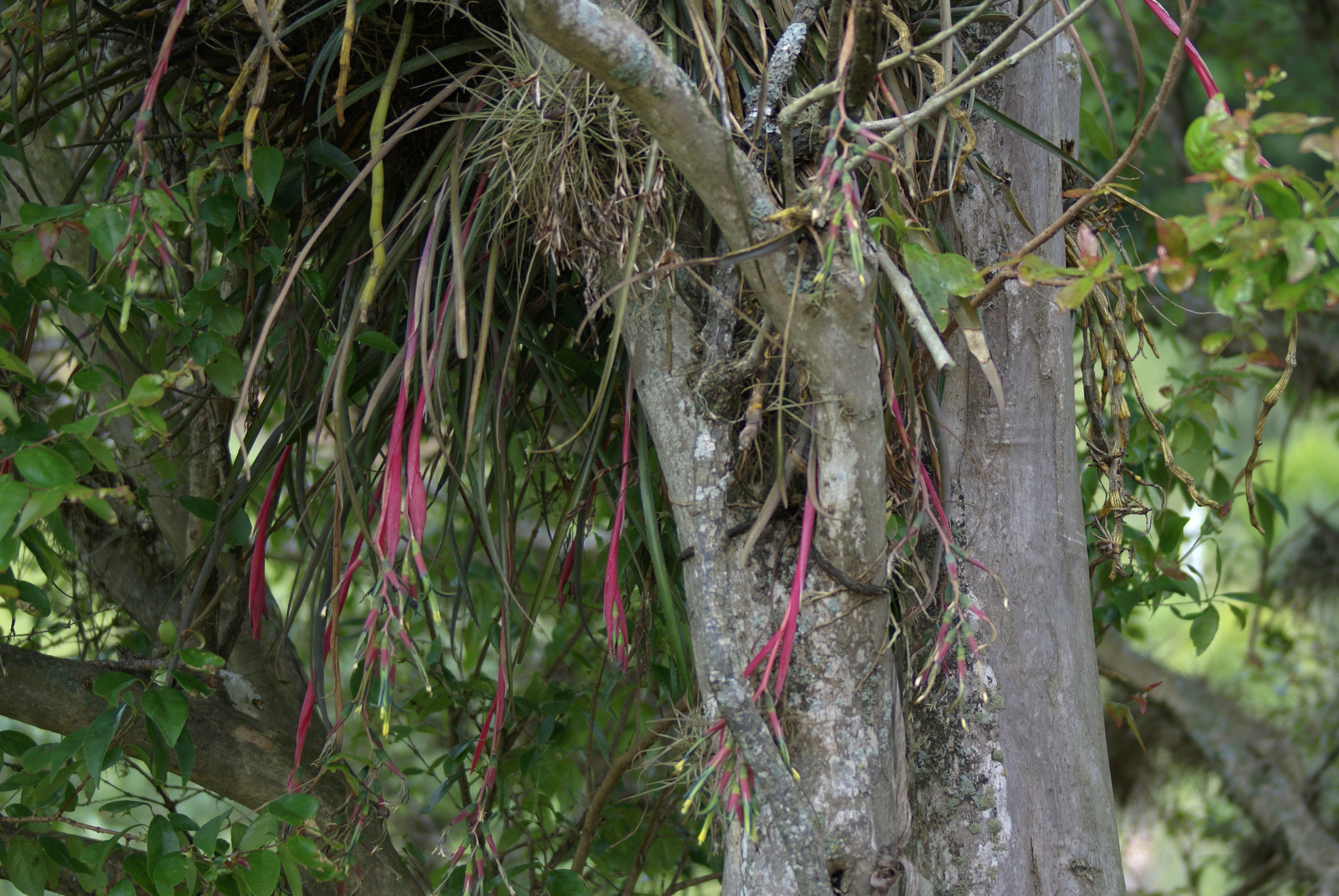 Billbergia nutans
