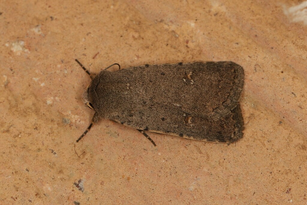 Caradrina noctivaga