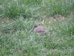 Junco hyemalis