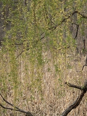 Salix