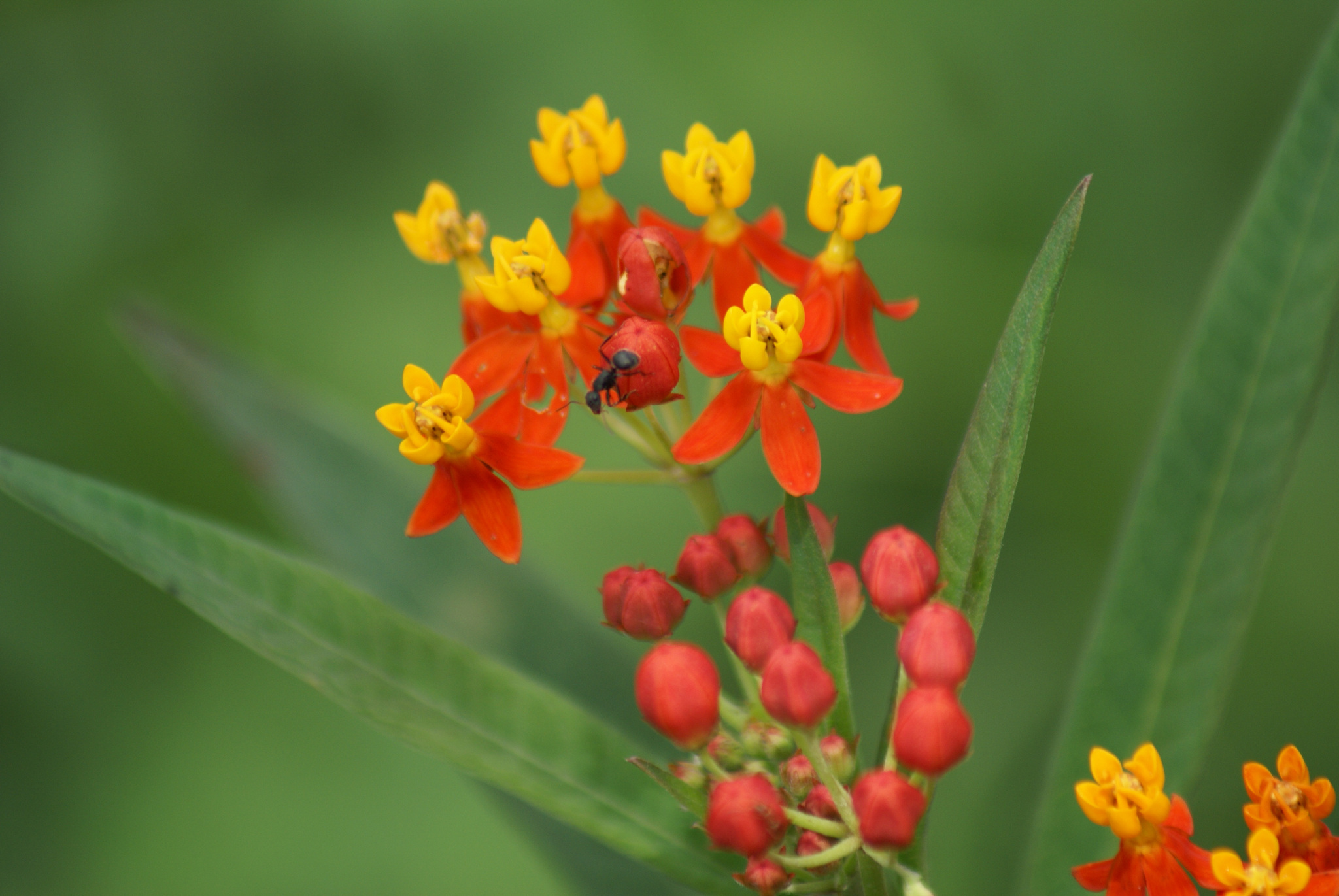 Asclepias curassavica