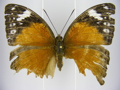 Bebearia cocalia katera