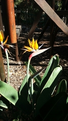 Strelitzia reginae reginae