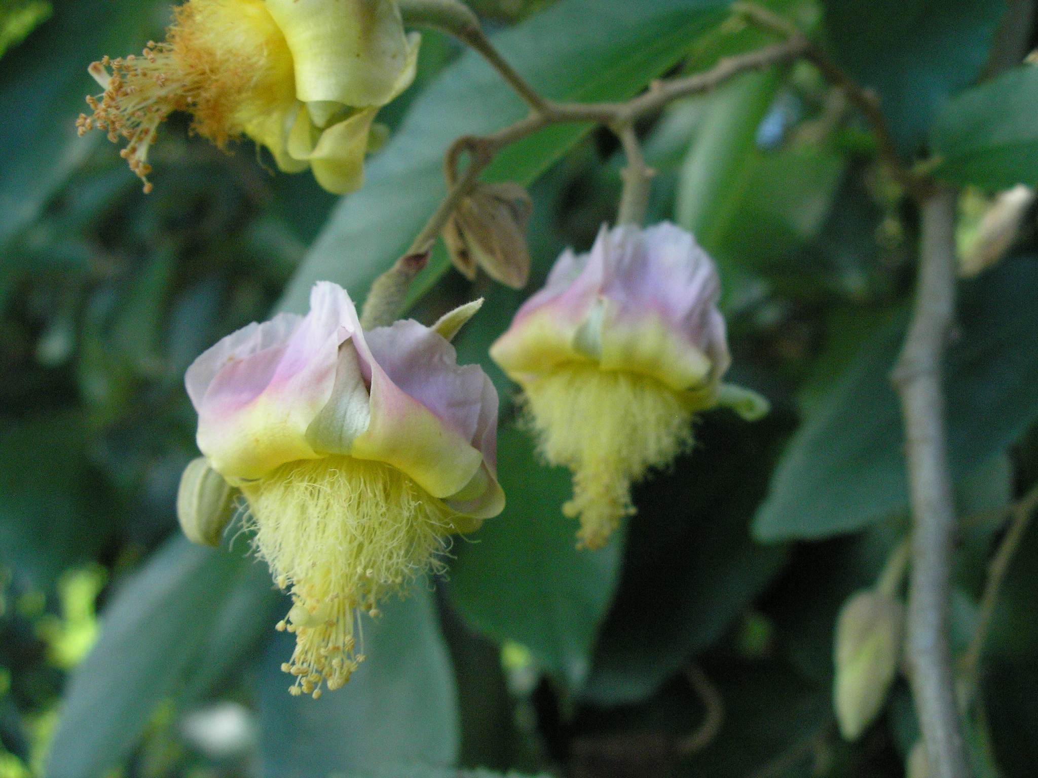 Luehea divaricata