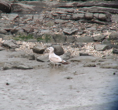 Larus crassirostris