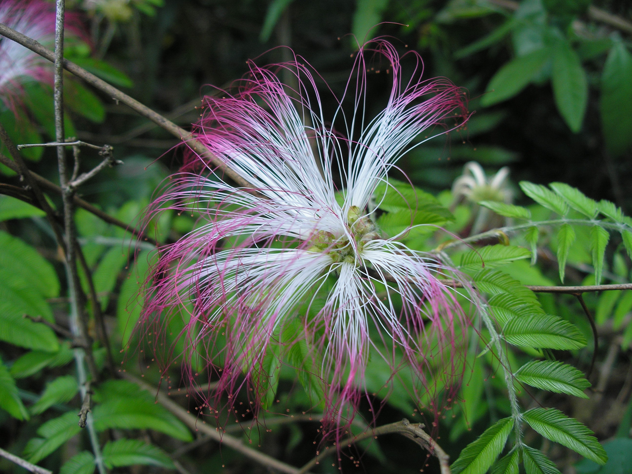 Calliandra selloi