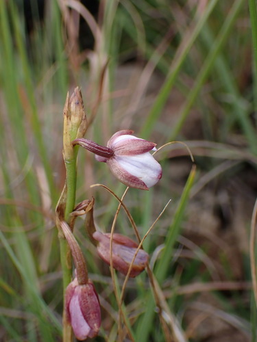 Image of Eulophia zeyheriana by (c) Ren Hoekstra, some rights reserved (CC BY)