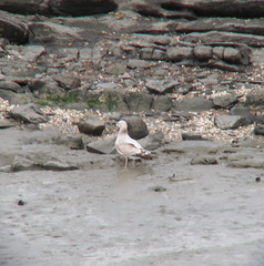 Larus crassirostris