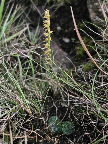 Drakensberg Hair Orchid (Holothrix thodei)