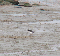Haematopus ostralegus