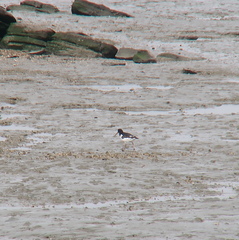 Haematopus ostralegus