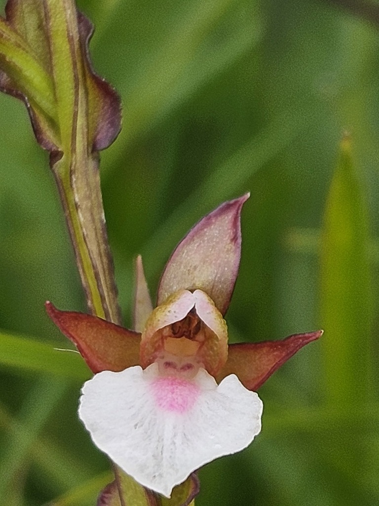Neobolusia tysonii
