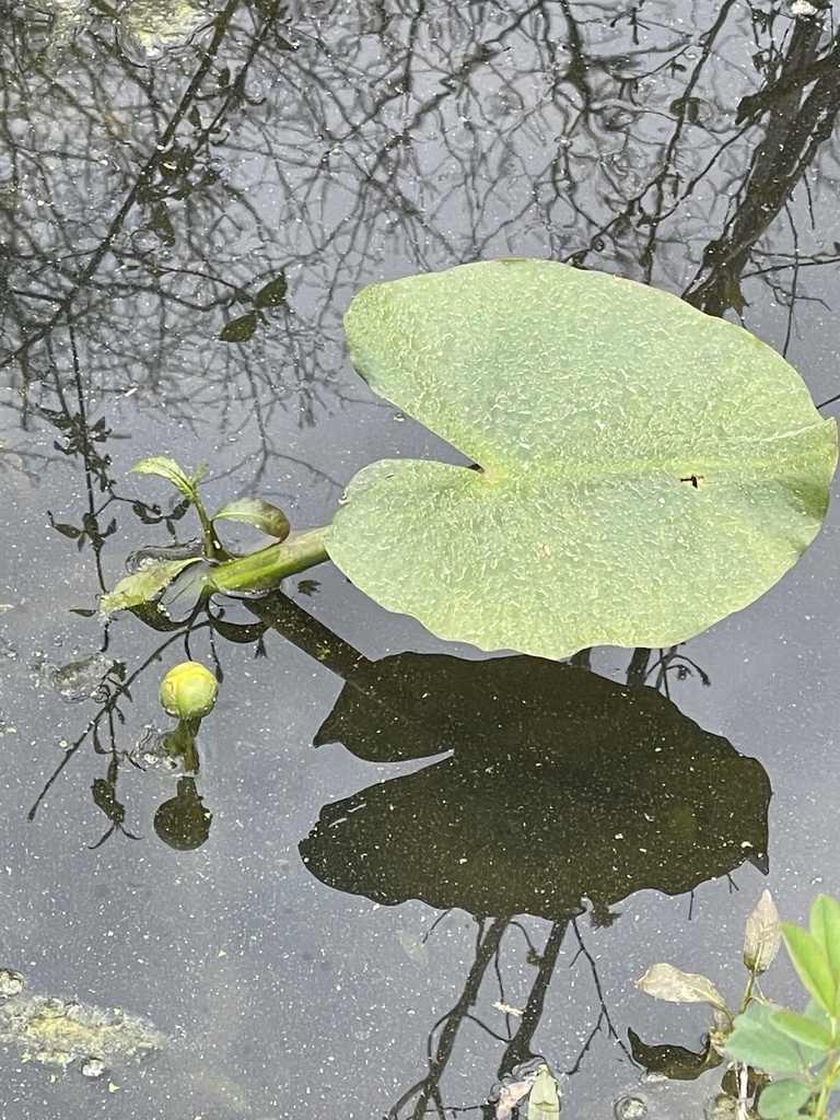 spatterdock from Center Cross, VA, US on April 11, 2024 at 10:30 AM by ...