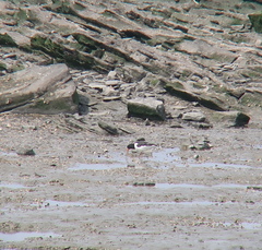Haematopus ostralegus