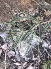 Cyphostemma omburense