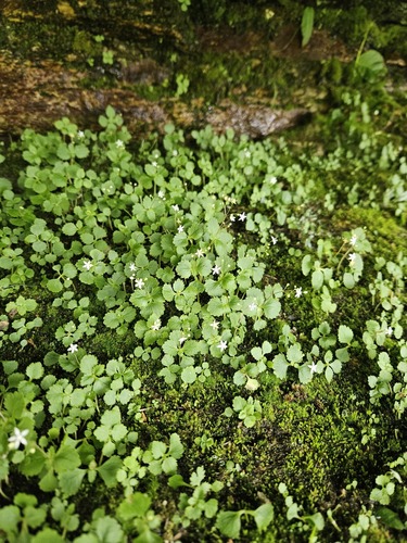 Crassula umbraticola
