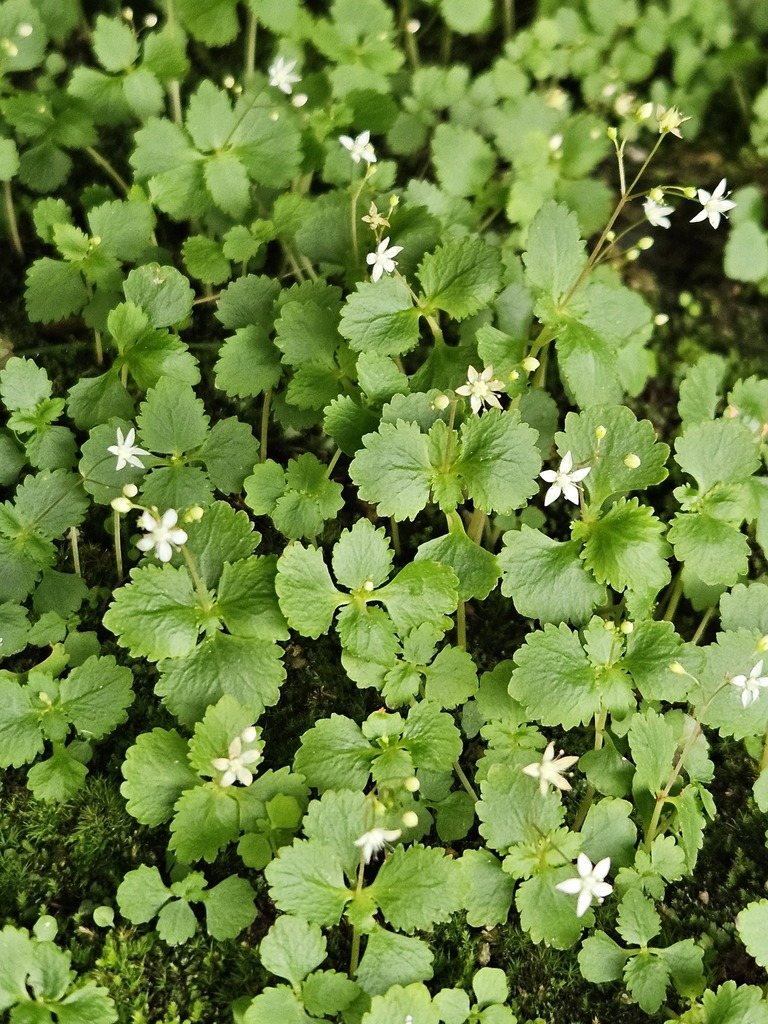 Crassula umbraticola 2