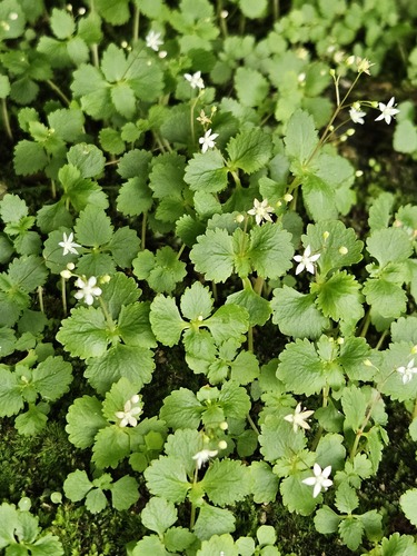 Crassula umbraticola