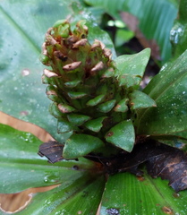 Costus varzearum