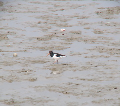 Haematopus ostralegus