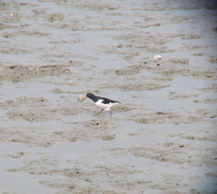 Haematopus ostralegus