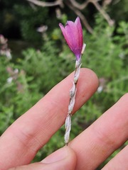 Dierama reynoldsii, photograph (c) Ren Hoekstra, some rights reserved (CC BY)