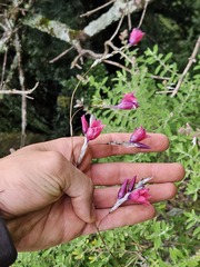 Dierama reynoldsii, photograph (c) Ren Hoekstra, some rights reserved (CC BY)