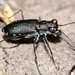 Punctured Tiger Beetle - Photo (c) A. Jaszlics, some rights reserved (CC BY-NC)