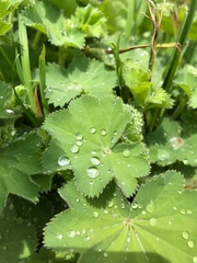Alchemilla mollis