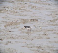 Haematopus ostralegus