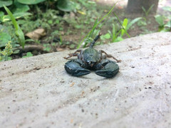Opisthacanthus validus