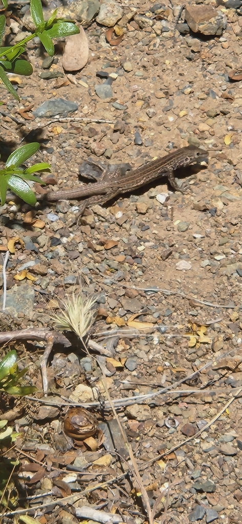 Western Whiptail from Phoenix, AZ 85085, USA on April 11, 2024 at 12:29 ...