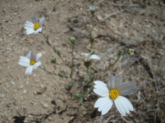 Layia glandulosa