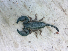 Opisthacanthus validus