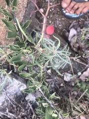 Cyphostemma omburense