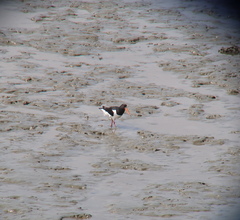 Haematopus ostralegus