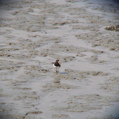 Haematopus ostralegus