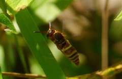 Euodynerus pratensis