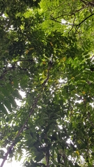 Polyscias diversifolia