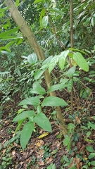 Polyscias diversifolia