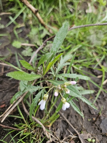 Cutleaf toothwort (Cardamine concatenata)