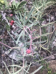 Cyphostemma omburense